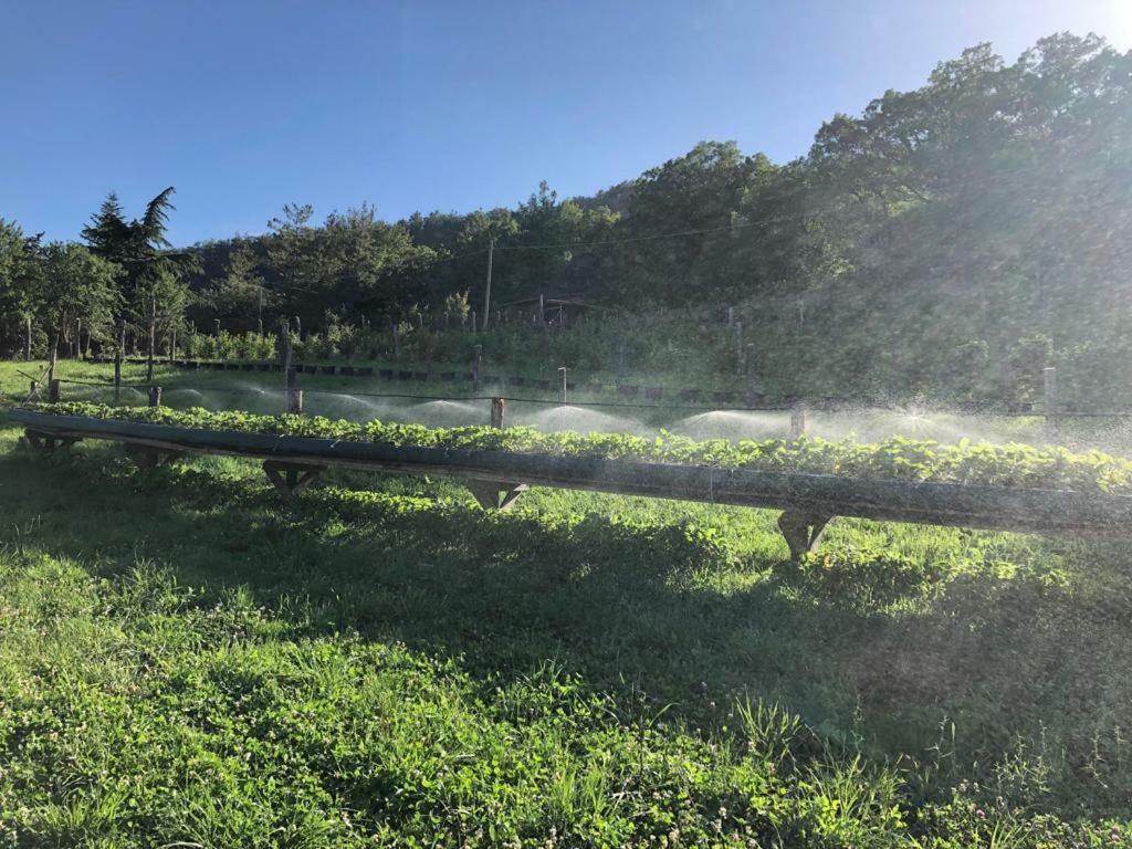 Tenuta Ca Di Bertucci Solignano Екстер'єр фото